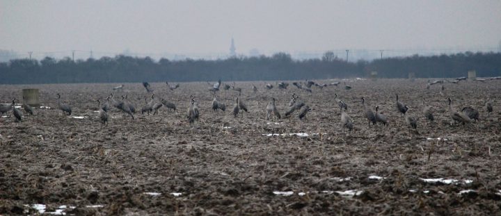 Welcoming of cranes Dolný Zemplín Slovakia - 1