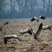 Welcoming of cranes Dolný Zemplín Slovakia - 2