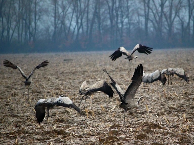Welcoming of cranes Dolný Zemplín Slovakia - 2