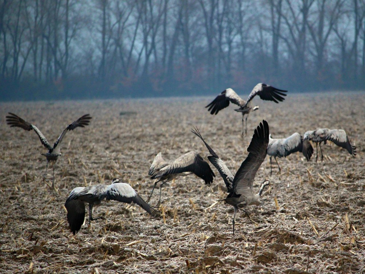 Welcoming of cranes Dolný Zemplín Slovakia – 3