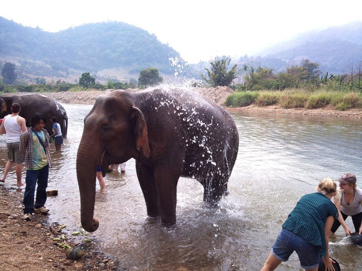 Elephant Nature Park, Places to Visit in Thailand