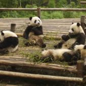 Giant Pandas, Chengdu, China 1