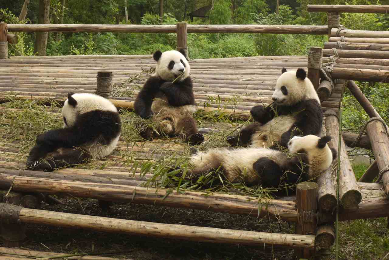 Giant Pandas, Chengdu, China 1