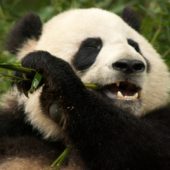 Giant Pandas, Chengdu, China 3