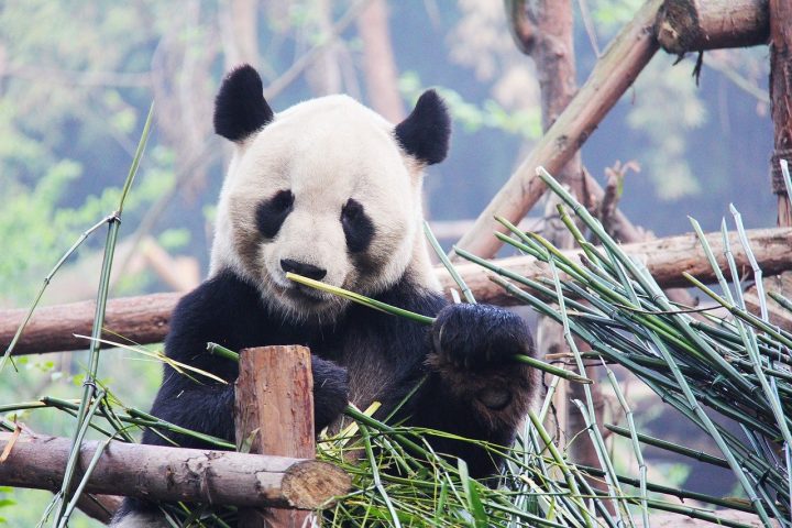 Giant Pandas, Chengdu, Best Places to Visit in China