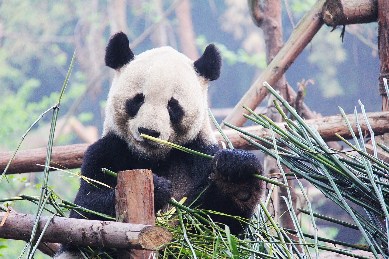 Giant Pandas, Chengdu, China