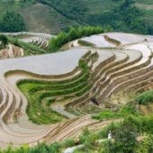 Longji Terraced Fields, China 4