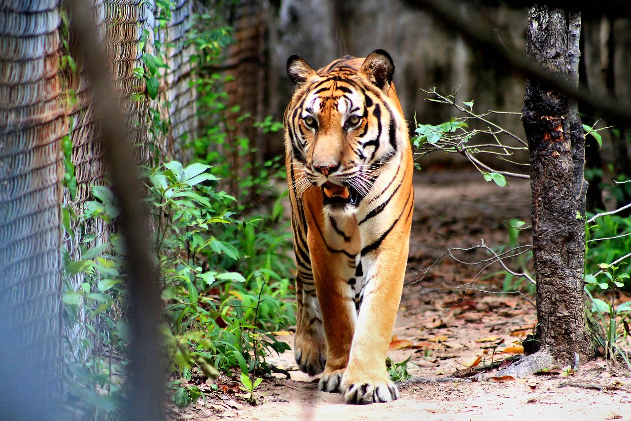 Tiger Kingdom, Thailand