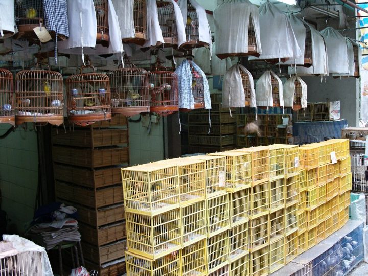 Bird Market, Yuen Po Street, Places to Visit in Hong Kong
