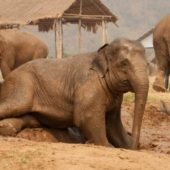 Elephant Nature Park, Thailand 2