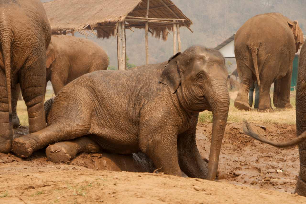 Elephant Nature Park, Thailand 2