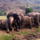 Elephant Nature Park, Thailand 4