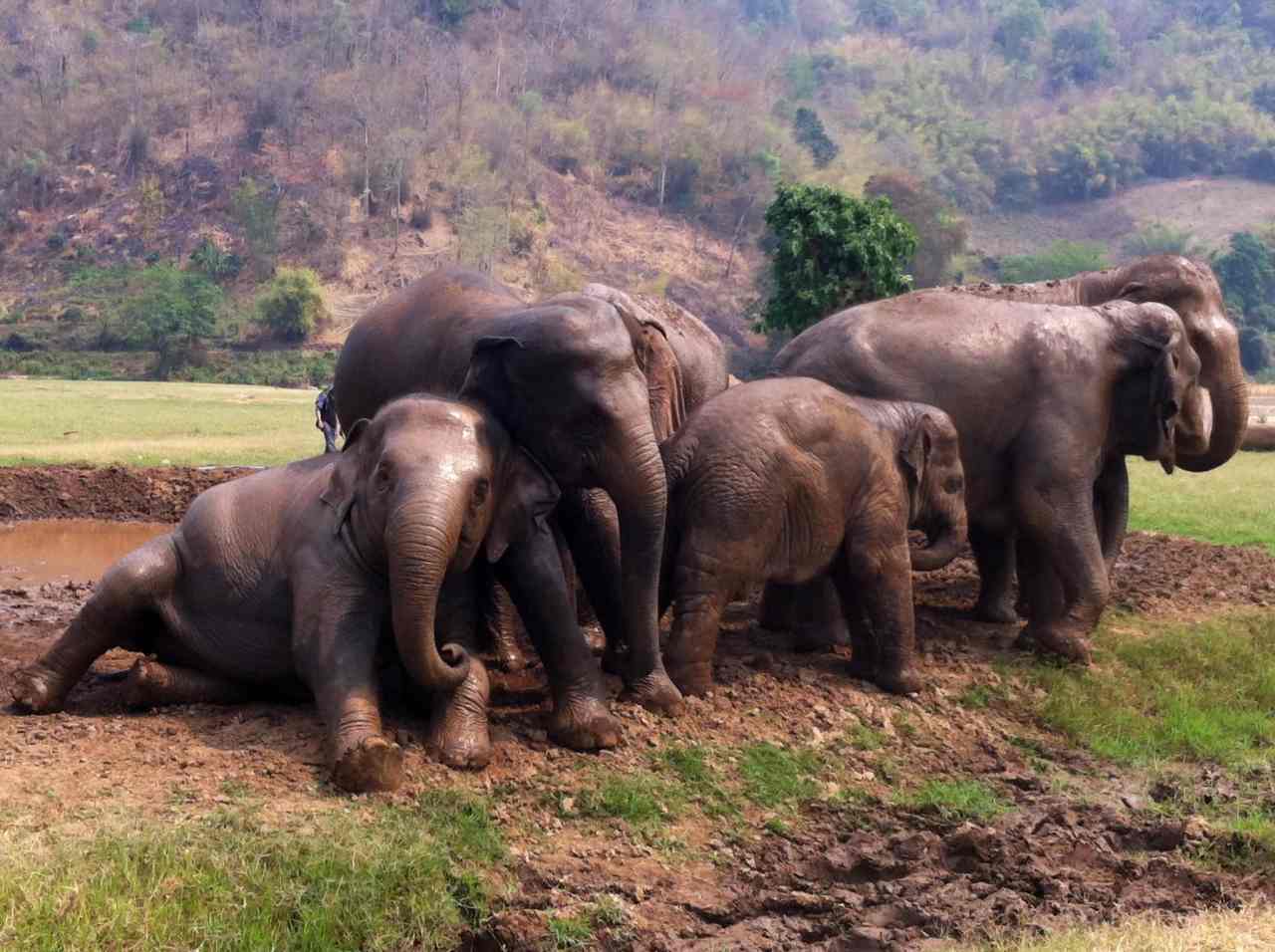 Elephant Nature Park, Thailand 4