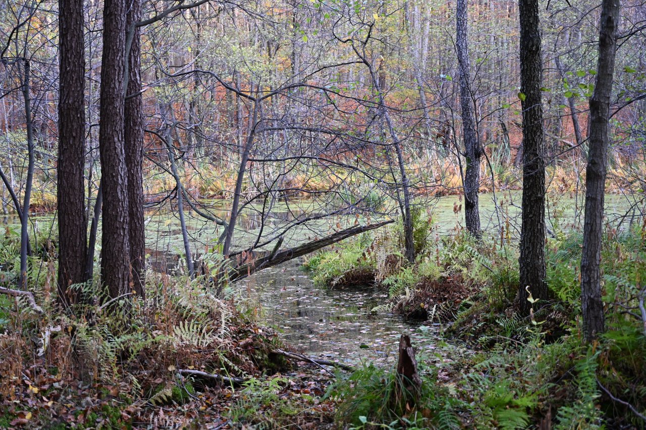 Malá Izra swamp, Kosice region, Slovakia