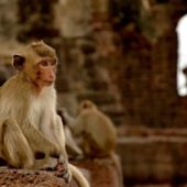 Monkey Temples, Thailand 2