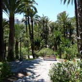 Palm trees are everywhere in Elche, Cities in Spain
