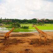 Safari World, Thailand 2