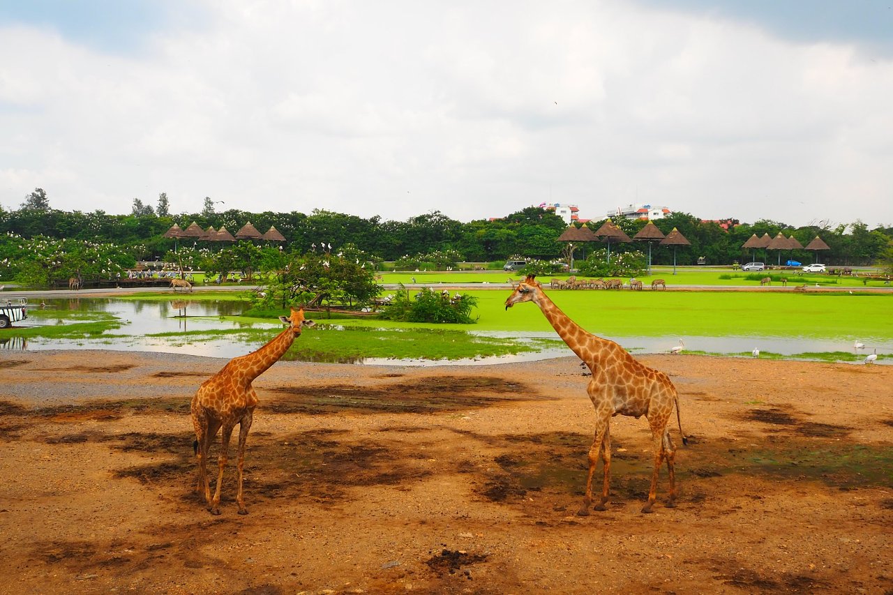 Safari World, Thailand 2