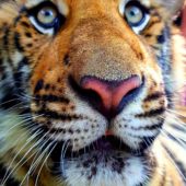 Tiger Kingdom, Thailand 2
