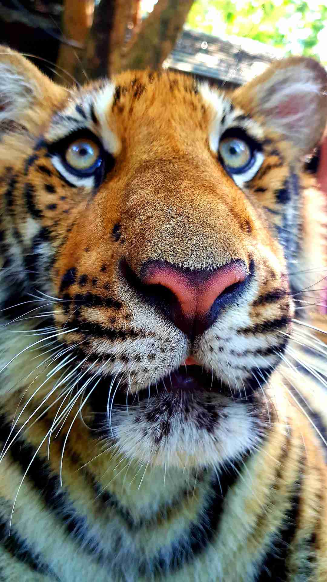 Tiger Kingdom, Thailand 2