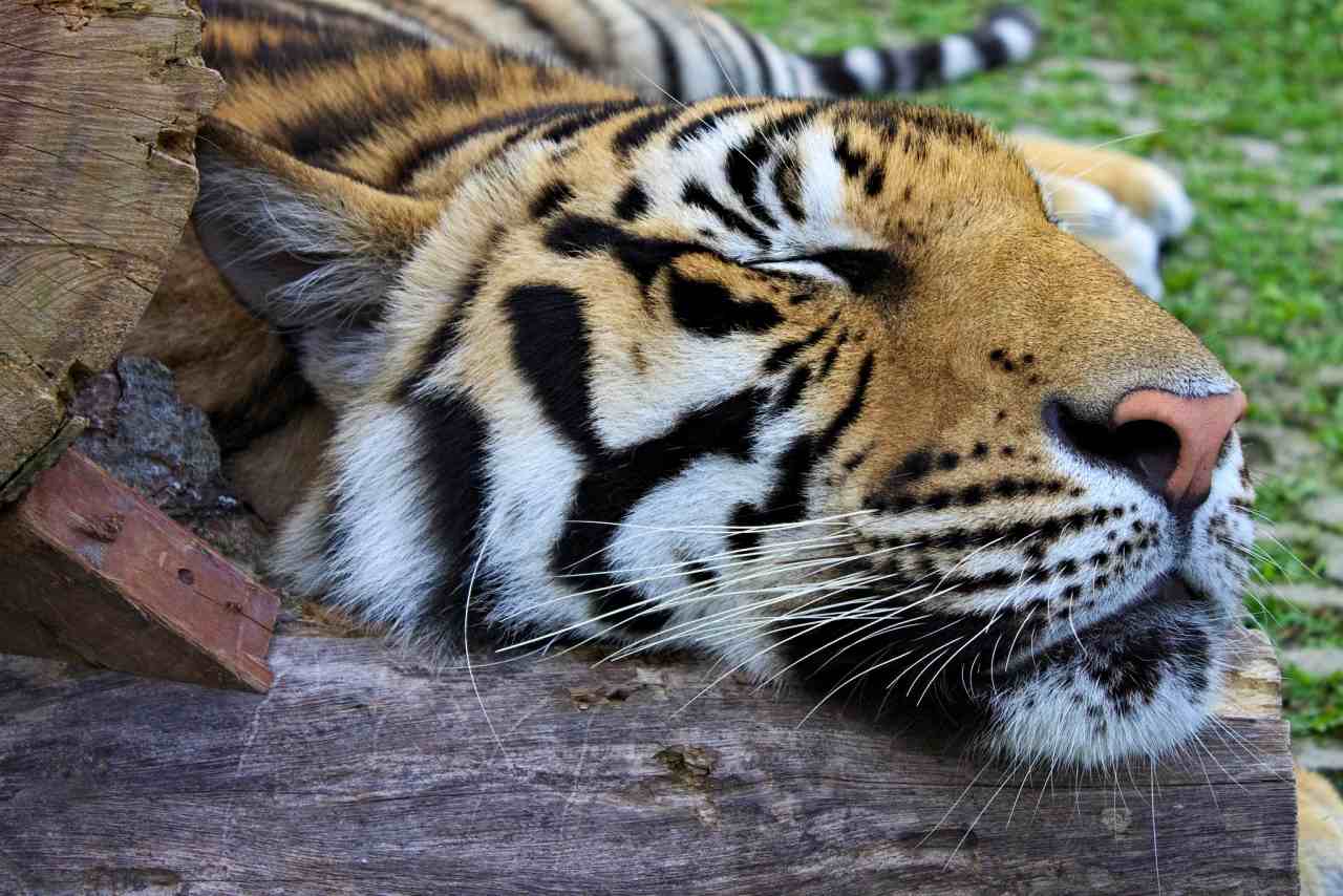 Tiger Kingdom, Thailand 4