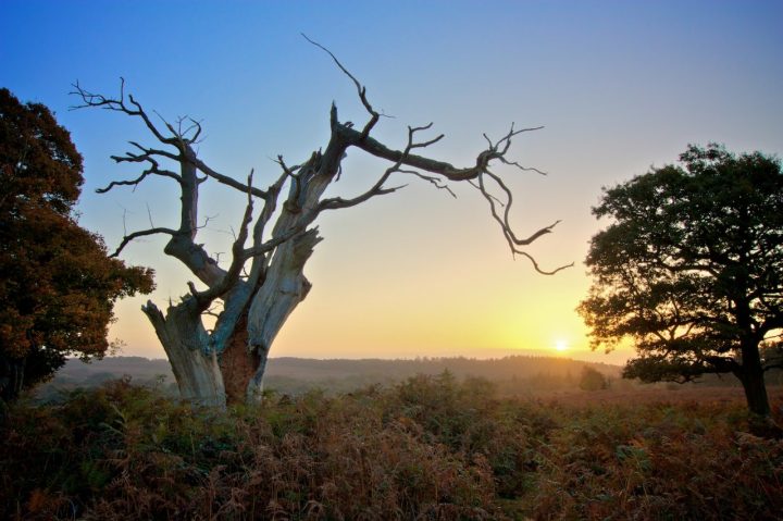 New Forest, England, Best places to visit in the UK