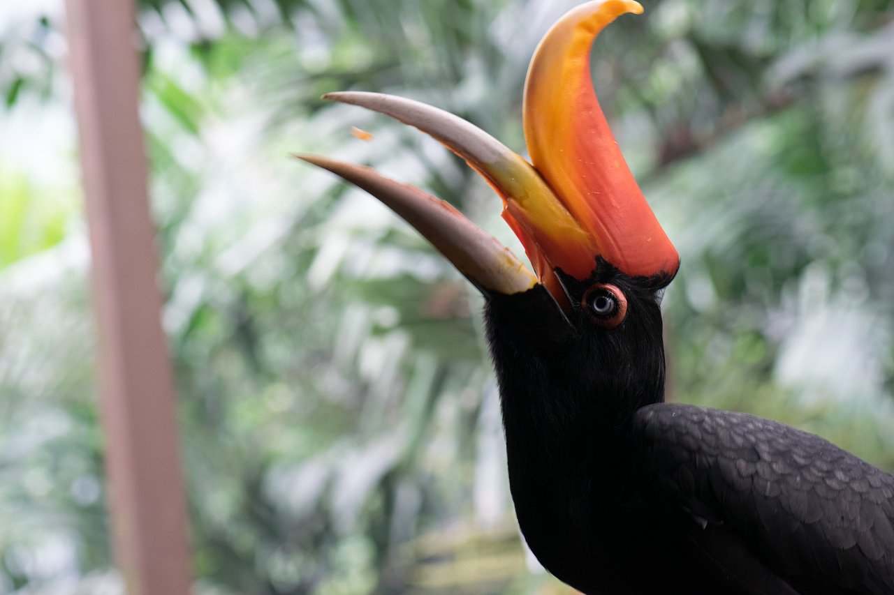 Bird Park, Kuala Lumpur, Best Places to visit in Malaysia