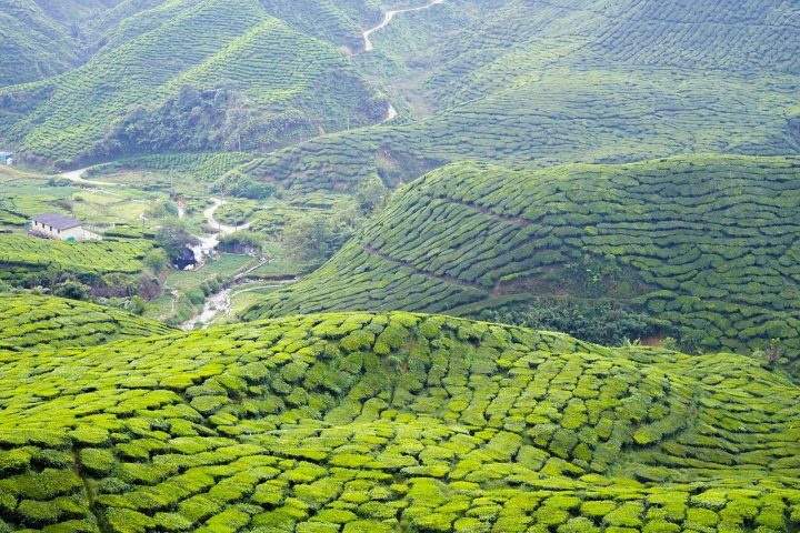 Cameron Highlands, Best Places to visit in Malaysia