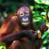 Malaysian Borneo 1, Best Places to visit in Malaysia