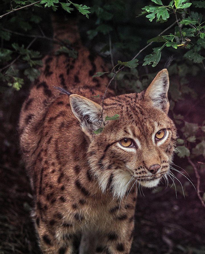 Lynx Lynx - Eurasian lynx - one of Europe's largest predators, Zoo Kosice, Things to do in Kosice, Slovakia