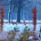 Hoge Veluwe National Park, Best Places to Visit in the Netherlands