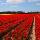 Lisse, tulip fields, Best Places to Visit in the Netherlands