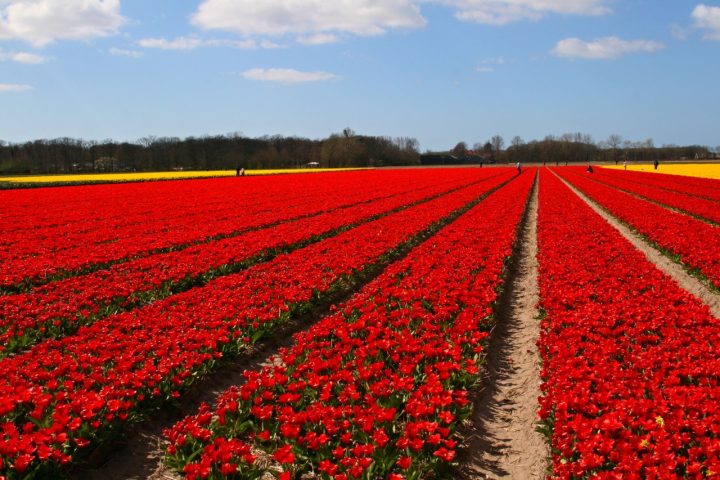 Lisse, tulip fields, Best Places to Visit in the Netherlands