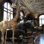 The Natural History Museum, Vienna, Austria 4