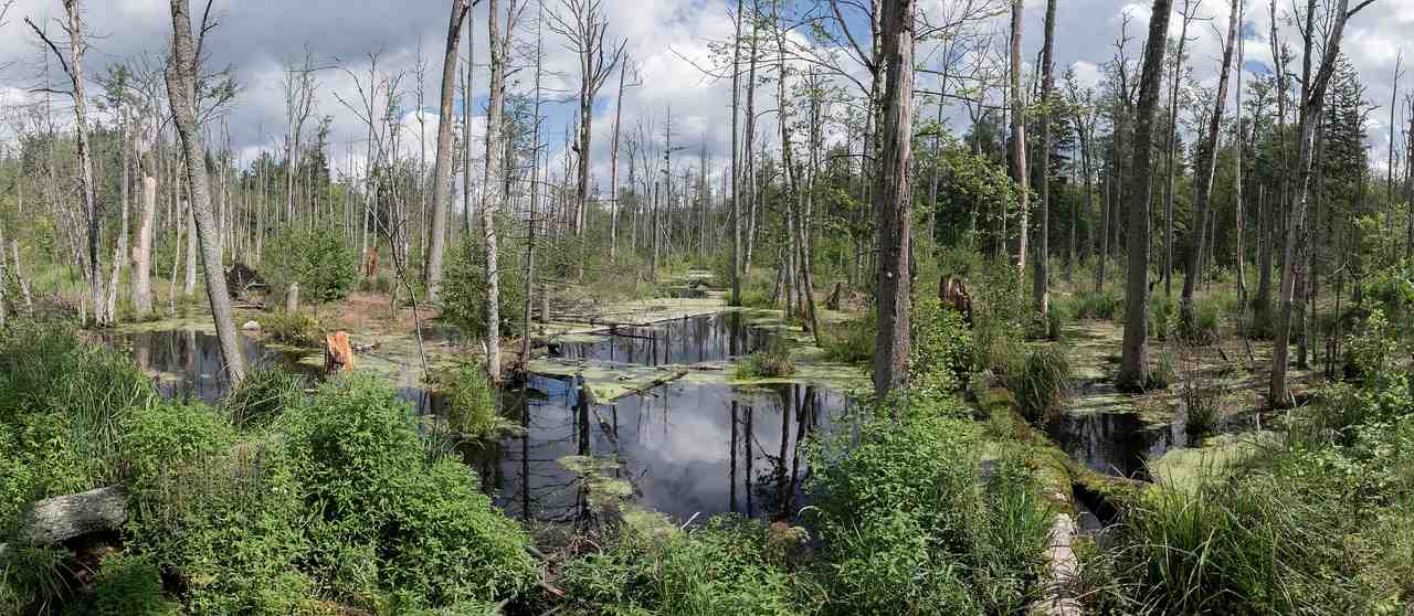 Bialowieza Forest, Best Places to Visit in Poland