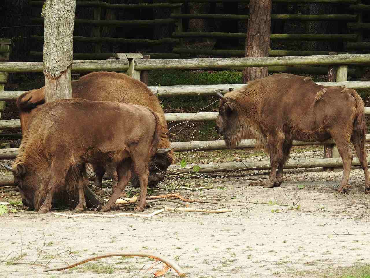Bison Show Farm, Isle of Usedom, Poland