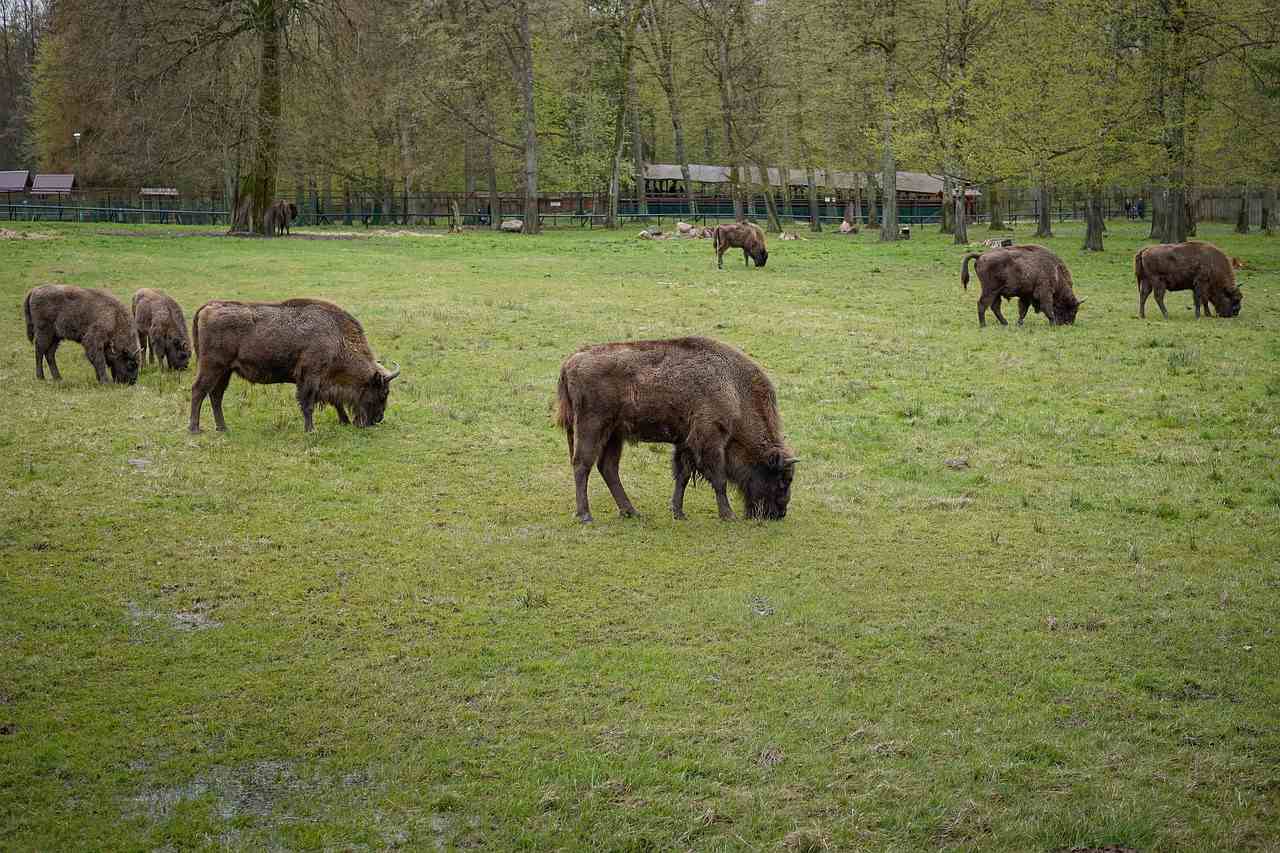 European Bison Reservation, Poland