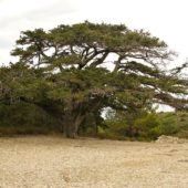 1,000 Year Old Platanus Tree, Mylopotamos Beach, Greece Beaches