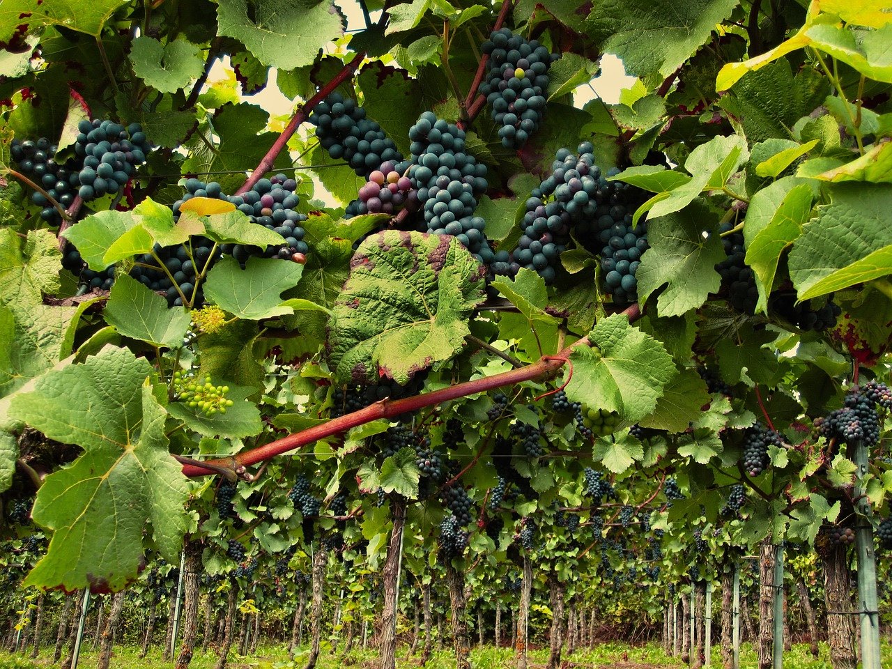 Harvest, Climats, terroirs of Burgundy, Unesco France