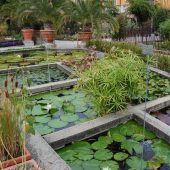 Botanical Garden (Orto Botanico), Padua, Unesco Italy