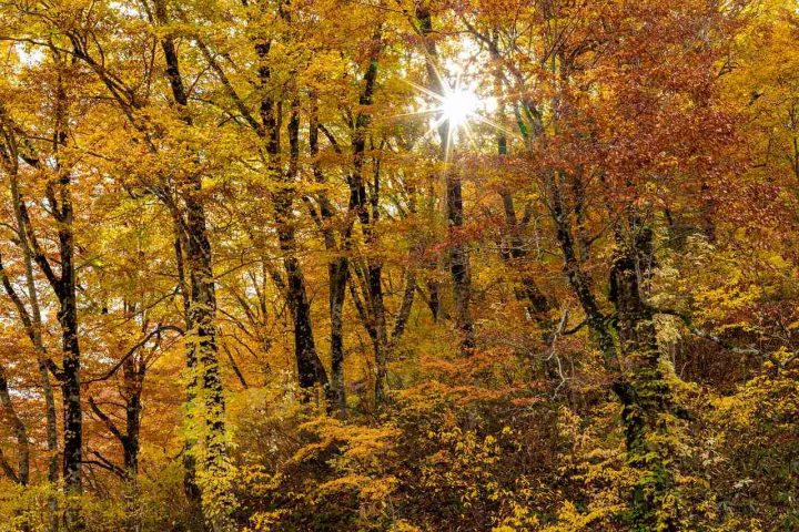Ancient and Primeval Beech Forests of the Carpathians and Other Regions of Europe, Italy