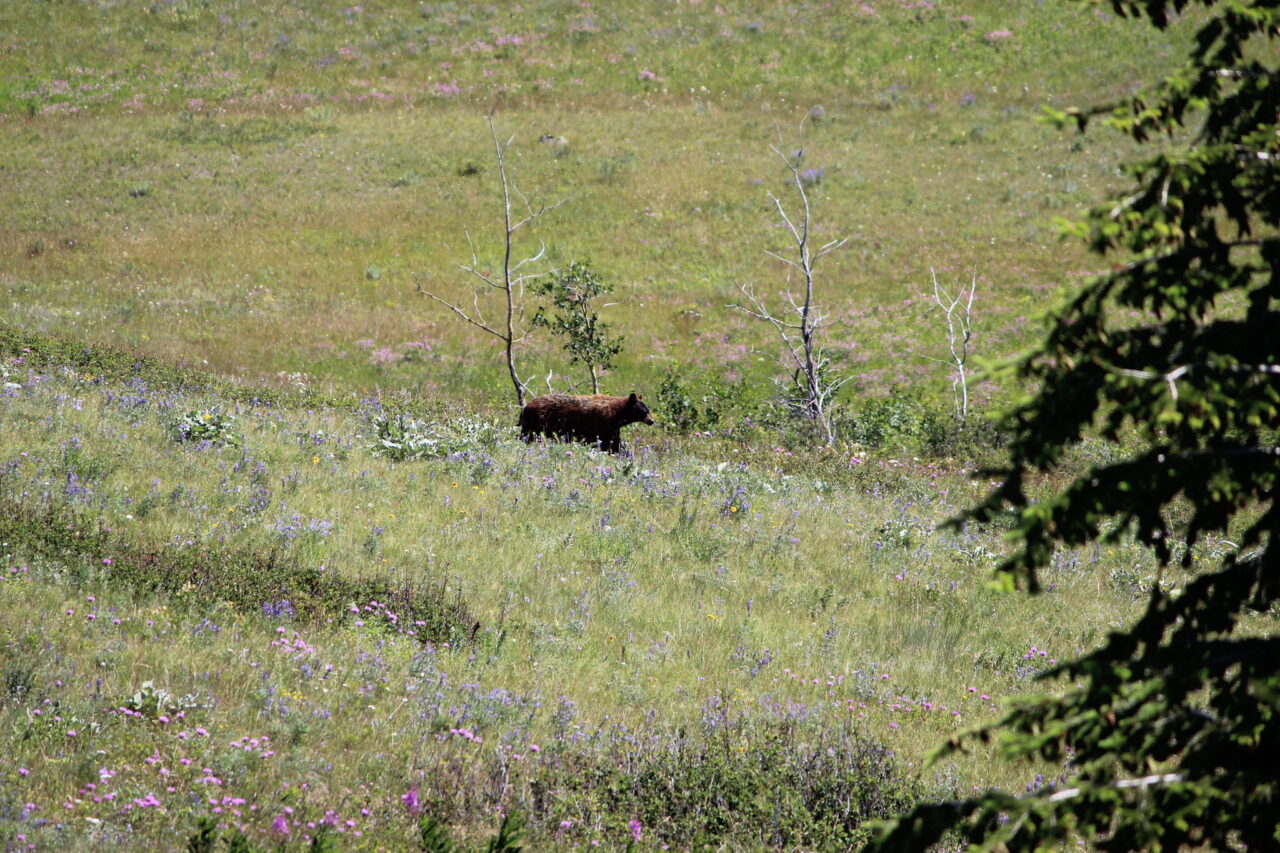 Bear on Red Rock Parkway, Wildlife watching of the Waterton Lakes in the National Park of Canada