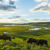 Bison herd grazing in the Hayden Valley, Yellowstone National Park