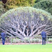 Sydney's Botanical Garden