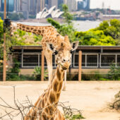 The giraffes at Taronga Zoo in Sydney, Australia