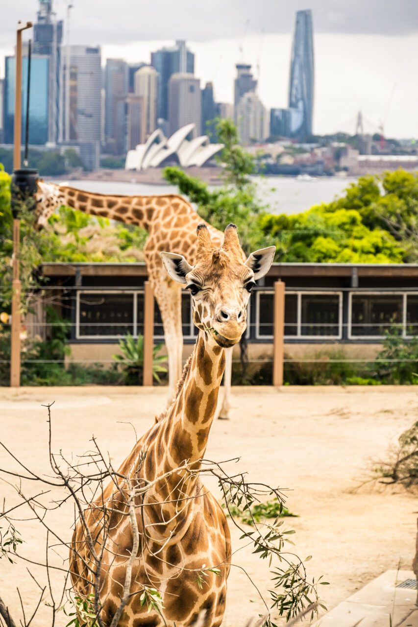 The giraffes at Taronga Zoo in Sydney, Australia
