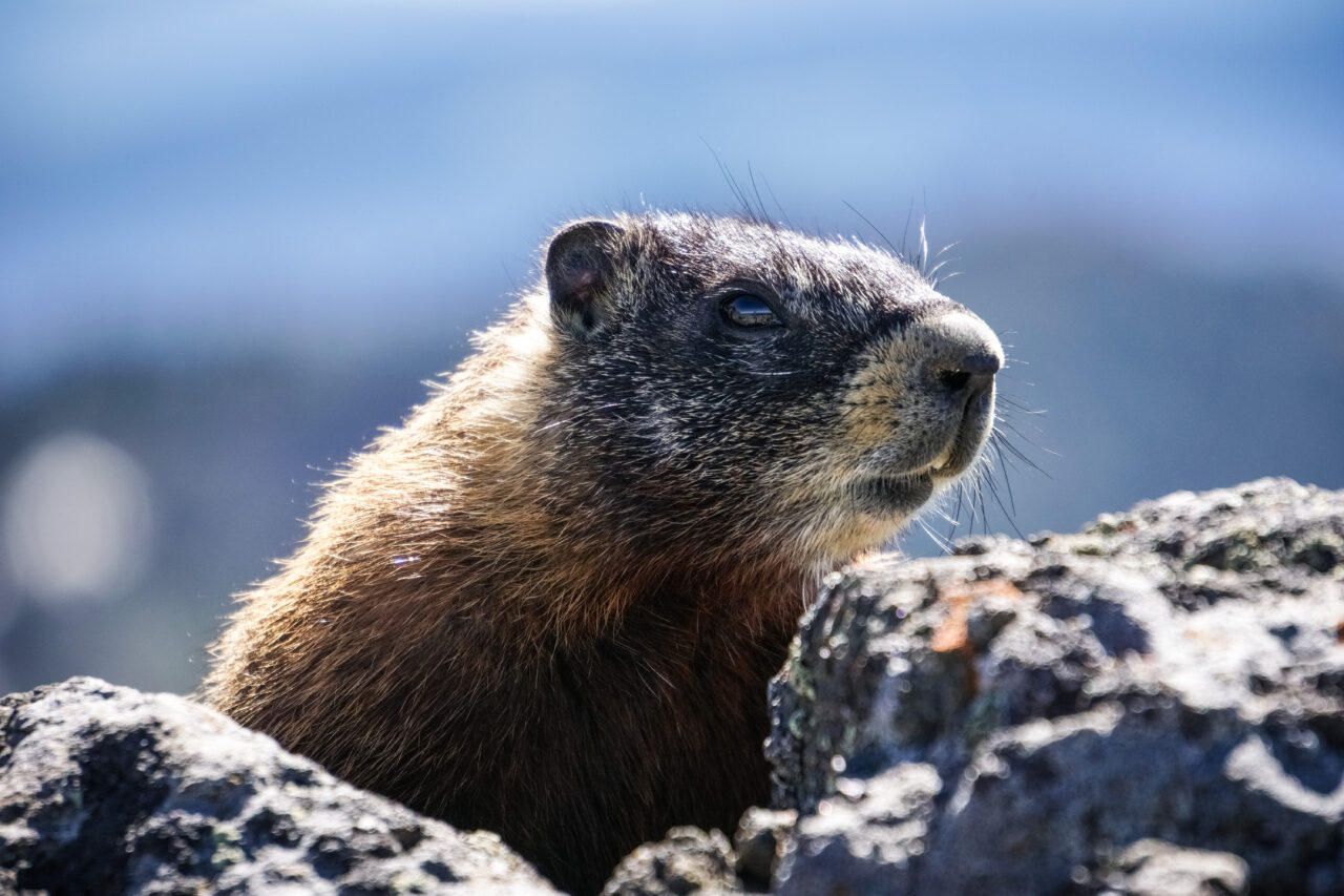 Yellow bellied marmot on the trail to Mt Washburn, Yellowstone N